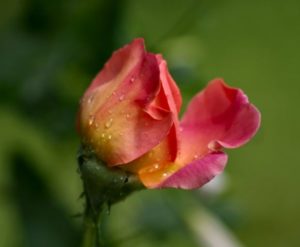 rosebud